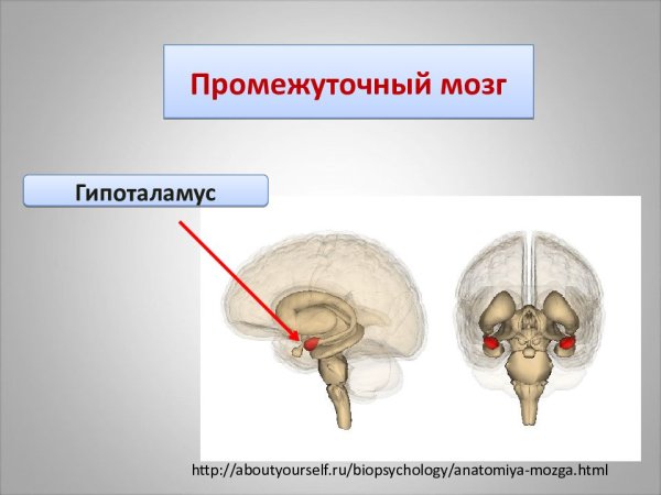 Промежуточный мозг расположение