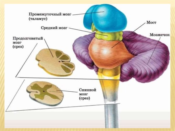Строение промежуточногомощга