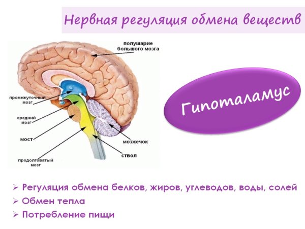 Продолговатый задний средний промежуточный конечный мозг