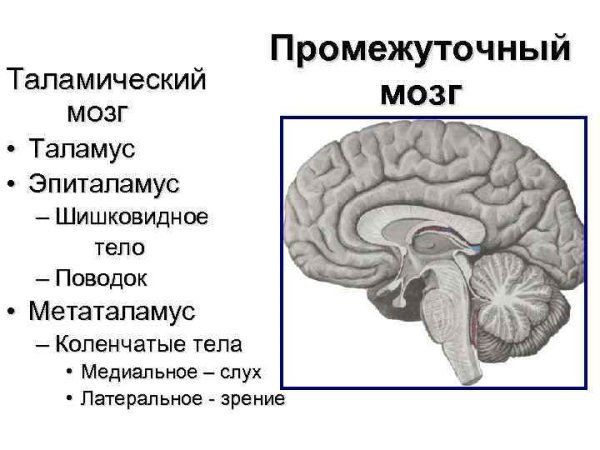 Схема строения промежуточного мозга