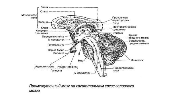 Таламус гипоталамус эпиталамус метаталамус