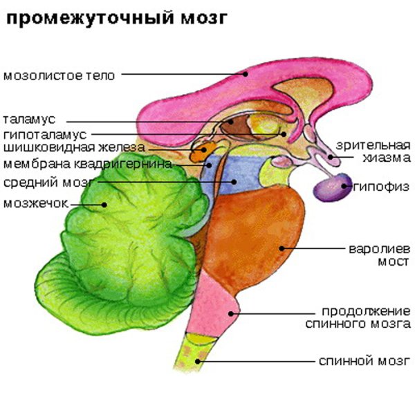 Промежуточный мозг схема анатомия