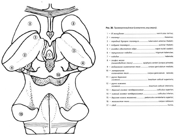 Строение промежуточного мозга отделы мозга
