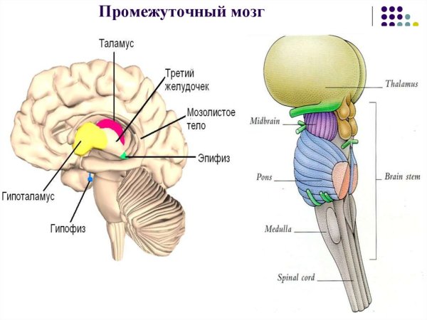 Промежуточный мозг таламус гипоталамус эпиталамус метаталамус