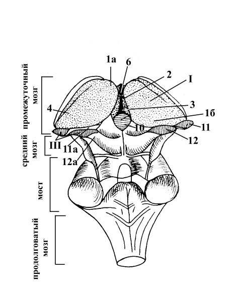 Функция таламуса в головном мозге