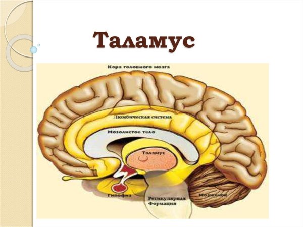 Производные промежуточного мозга