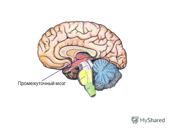 Отдел головного мозга таламус функции