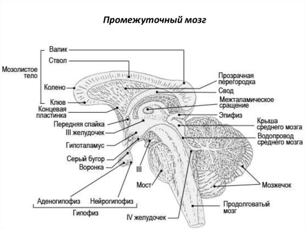 Промежуточный мозг отделы промежуточного мозга строение