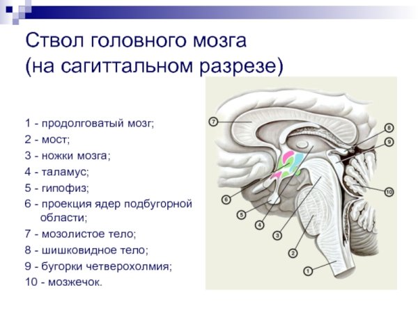 Головной мозг анатомия
