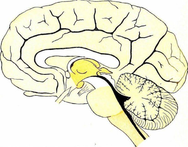 Головной мозг человека строение варолиев мост
