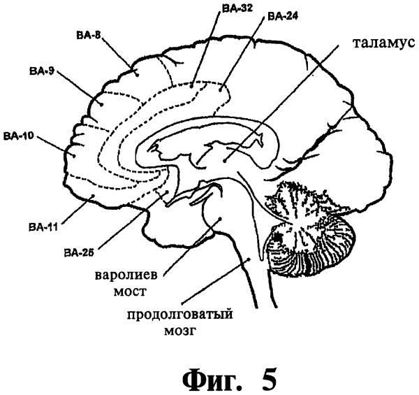 Строение мозга таламус гипоталамус