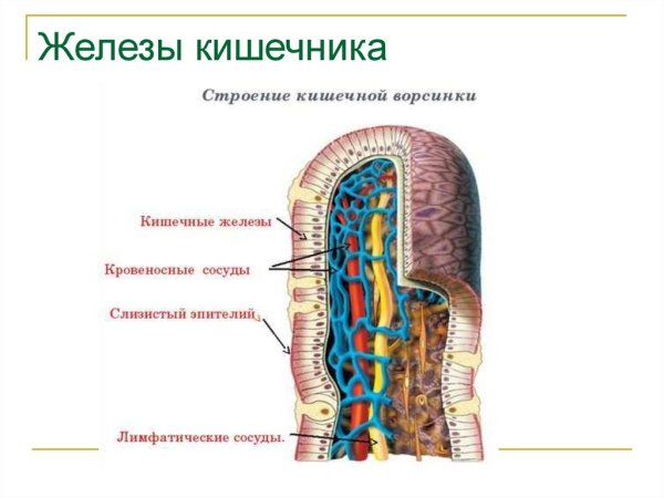 Строение кишечной ворсинки биология 8