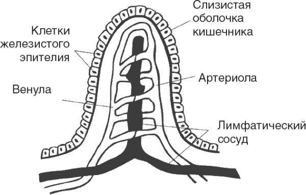 Схема строения кишечной ворсинки