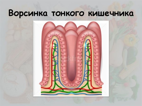 Строение ворсинок тонкой кишки рисунок