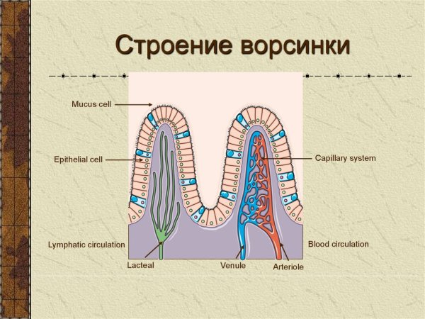 Строение кишечной ворсинки