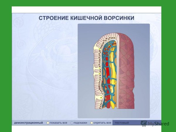 Строение кишечной ворсинки биология
