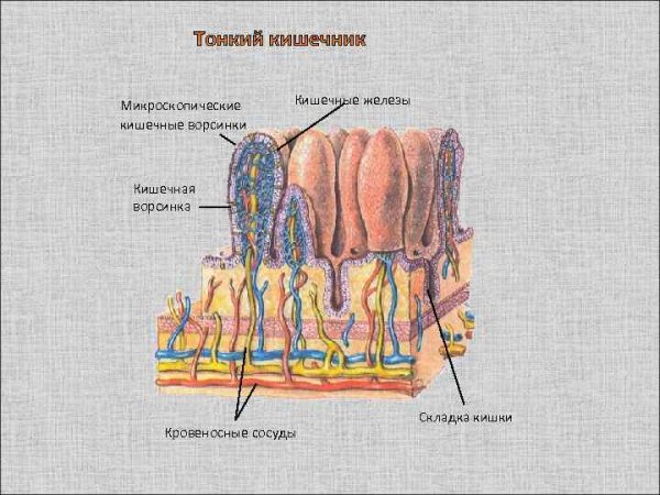 Строение кишечной ворсинки рисунок