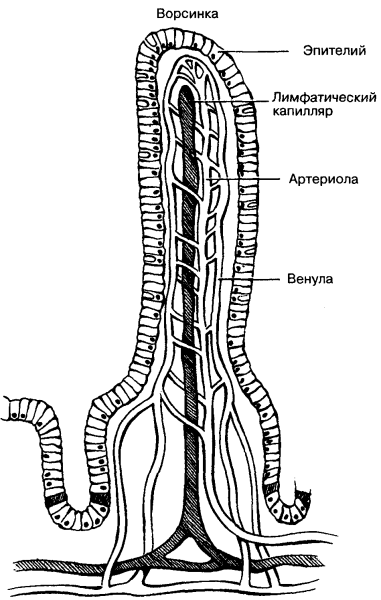 Микроворсинки кишечника строение