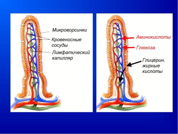 Кишечная Ворсинка с сосудистым руслом