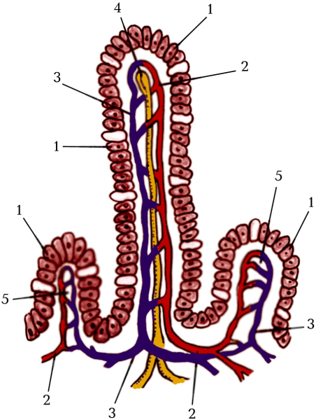 Строение кишечной ворсинки
