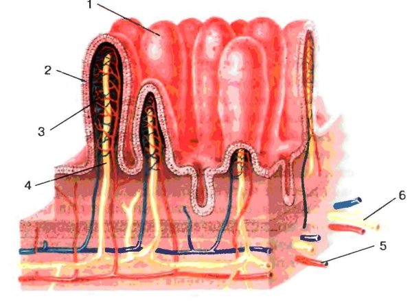 Строение кишечной ворсинки биология 8