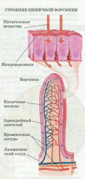 Строение кишечной ворсинки биология