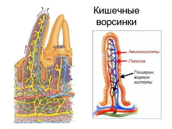 Микроворсинки кишечника гистология