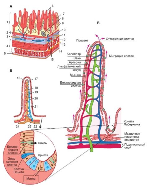 Каков механизм всасывания питательных веществ