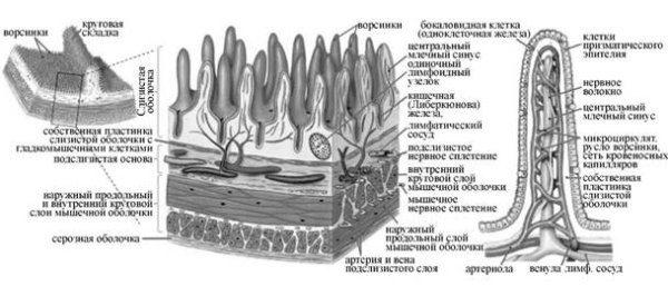 Схема строения ворсинок тонкого кишечника