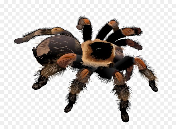 Тарантул тату эскиз