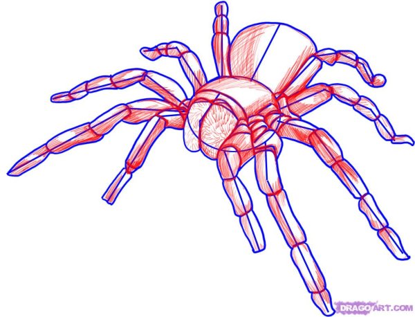 Тарантул для рисования