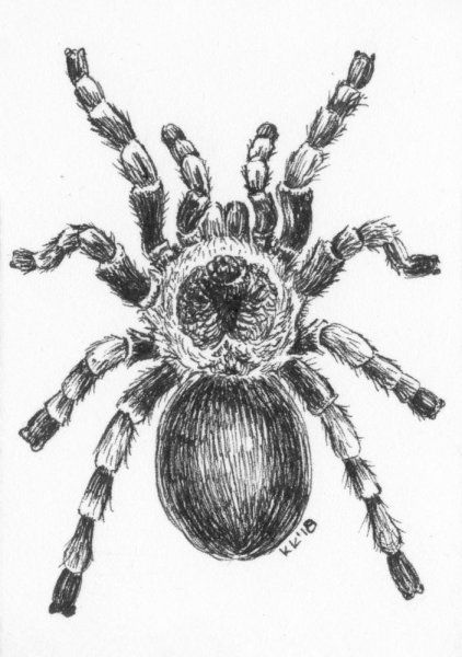Паук цветными карандашами