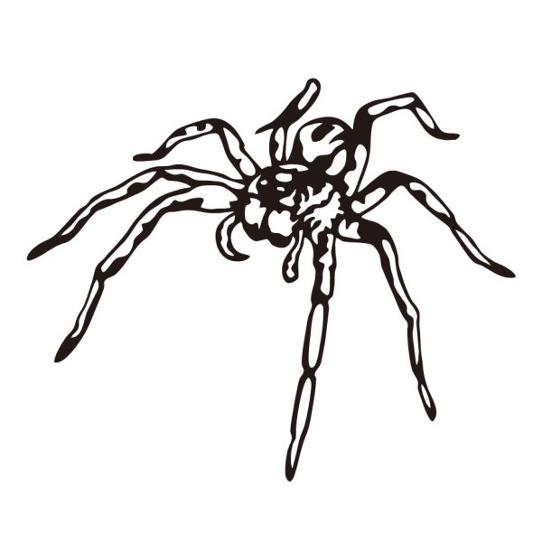 Черный паучок на белом фоне