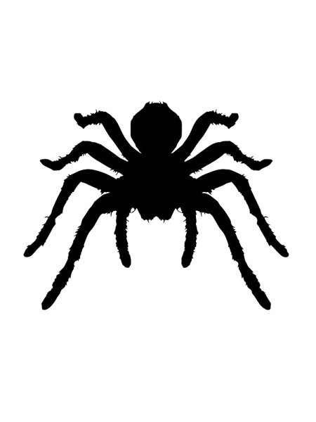 Тарантул тату эскиз