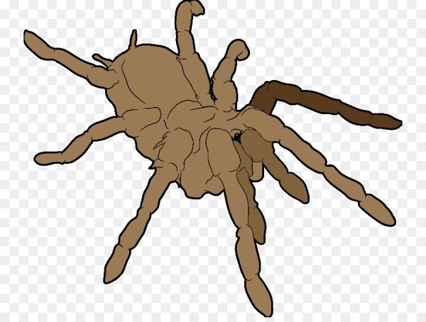 Тарантул вид сверху