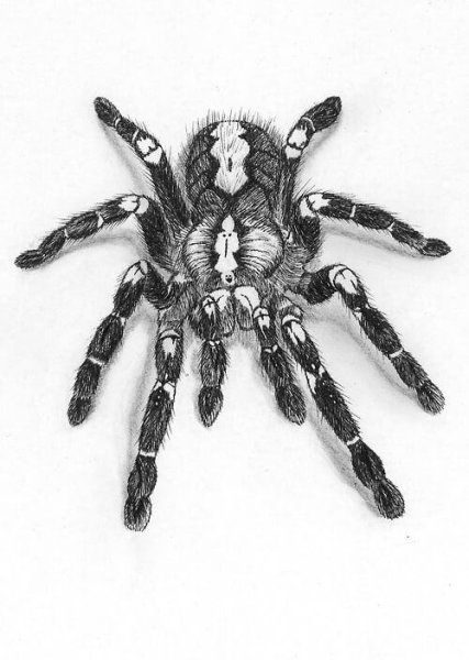 Паук птицеед Голиаф раскраска