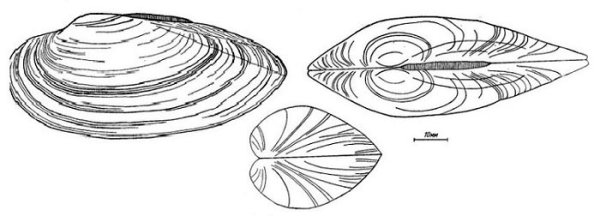 Перловица обыкновенная рисунок