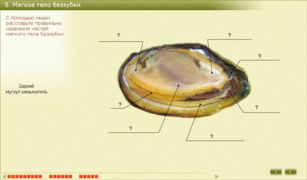 Влажный препарат внутреннее строение беззубки