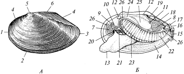Раковина перловицы строение
