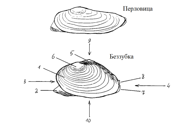 Строение раковины беззубки строение