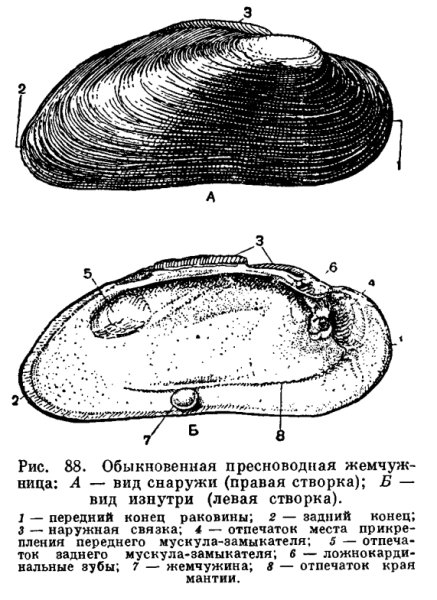 Беззубка это головоногий моллюск