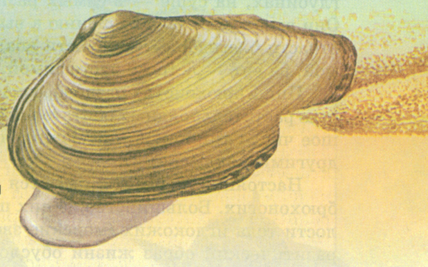 Раковина перловицы строение