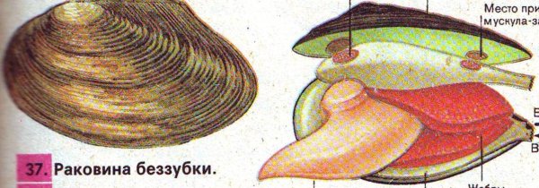 Анатомия беззубки