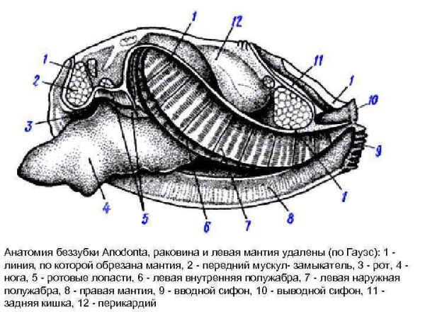 Раковина двустворчатого моллюска беззубки строение