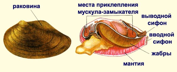 Моллюск перловица строение раковины