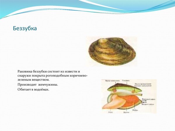 Раковина двустворчатого моллюска беззубки