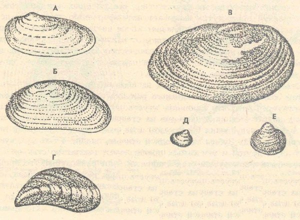 Внешнее строение раковины беззубки
