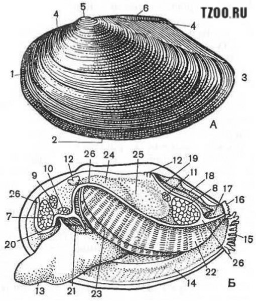 Строение раковины двустворчатых моллюсков