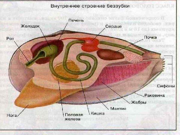 Двустворчатые моллюски строение раковины