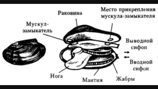 Двустворчатые моллюски беззубка строение